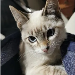 Gato raça Burmilla idade 2 a 6 meses nome Mathias