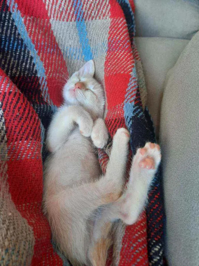 Gato ra a De rua idade 2 a 6 meses nome Theodoro 