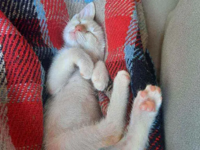 Gato ra a De rua idade 2 a 6 meses nome Theodoro 