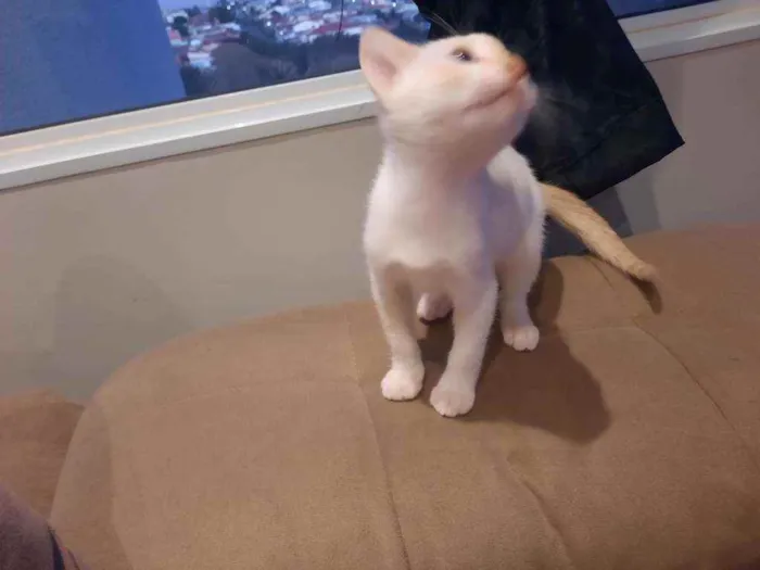 Gato ra a De rua idade 2 a 6 meses nome Theodoro 