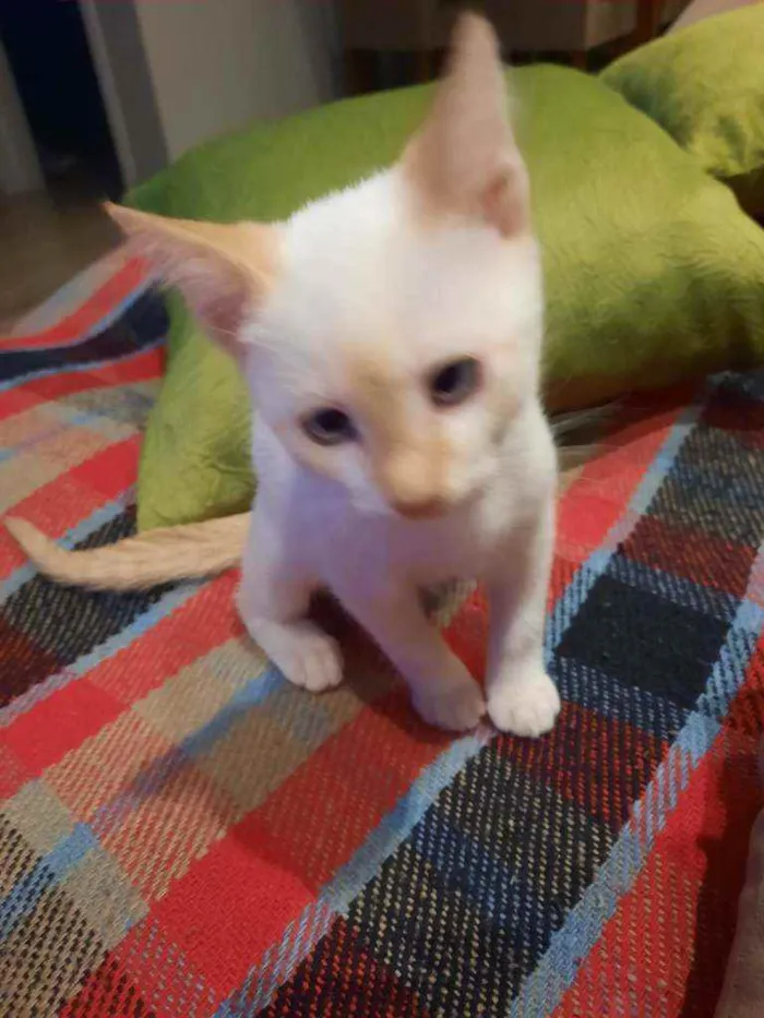 Gato ra a De rua idade 2 a 6 meses nome Theodoro 