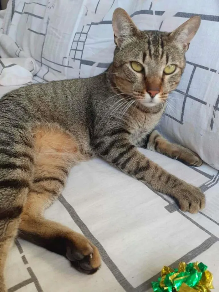 Gato ra a srd idade 2 anos nome Dengoso