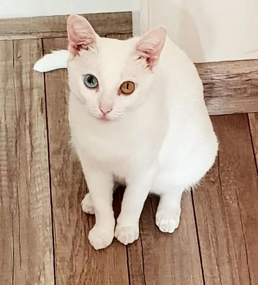 Gato ra a srd idade 2 anos nome Bowie