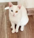 Bowie