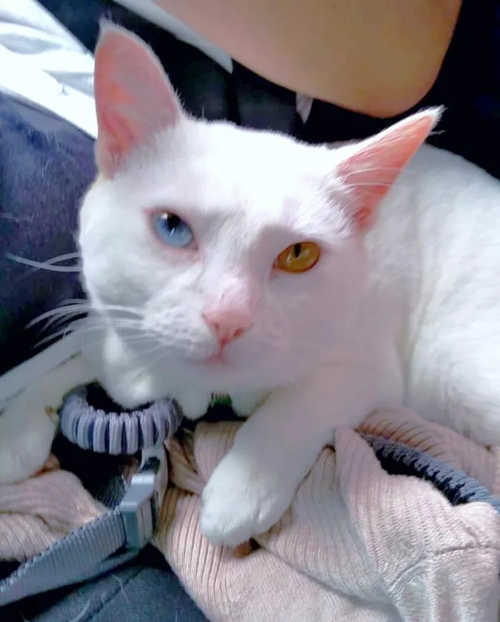 Gato ra a srd idade 2 anos nome Bowie