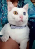 Bowie