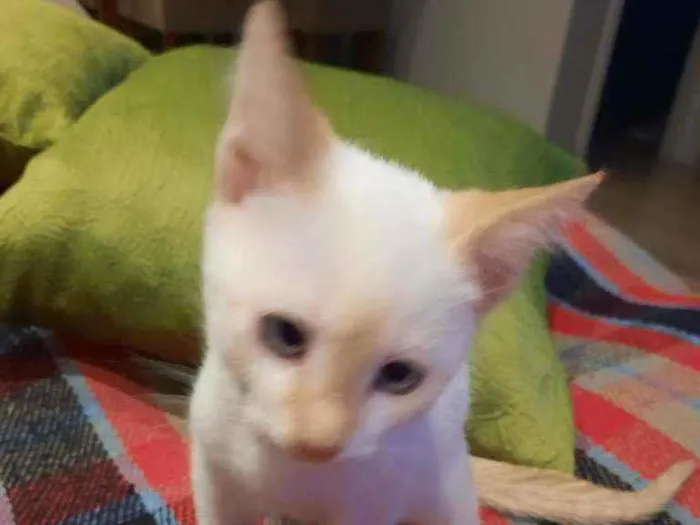 Gato ra a De rua idade 2 a 6 meses nome Theodoro 