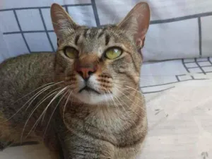 Gato raça srd idade 2 anos nome Dengoso
