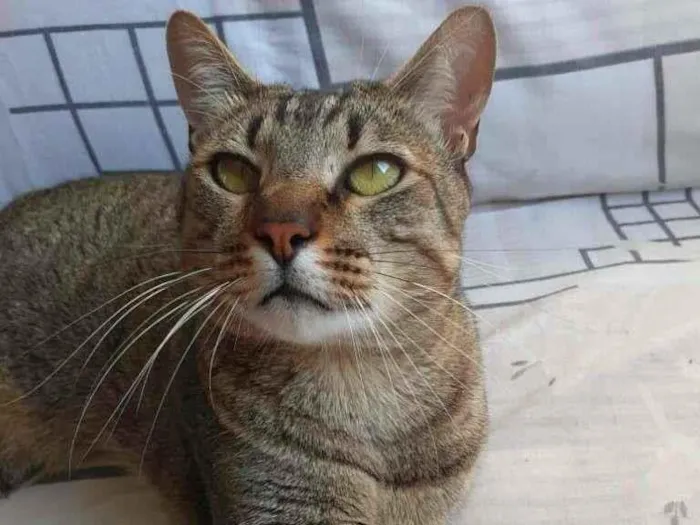 Gato ra a srd idade 2 anos nome Dengoso
