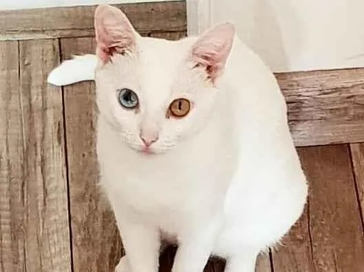 Gato ra a srd idade 2 anos nome Bowie