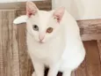Bowie
