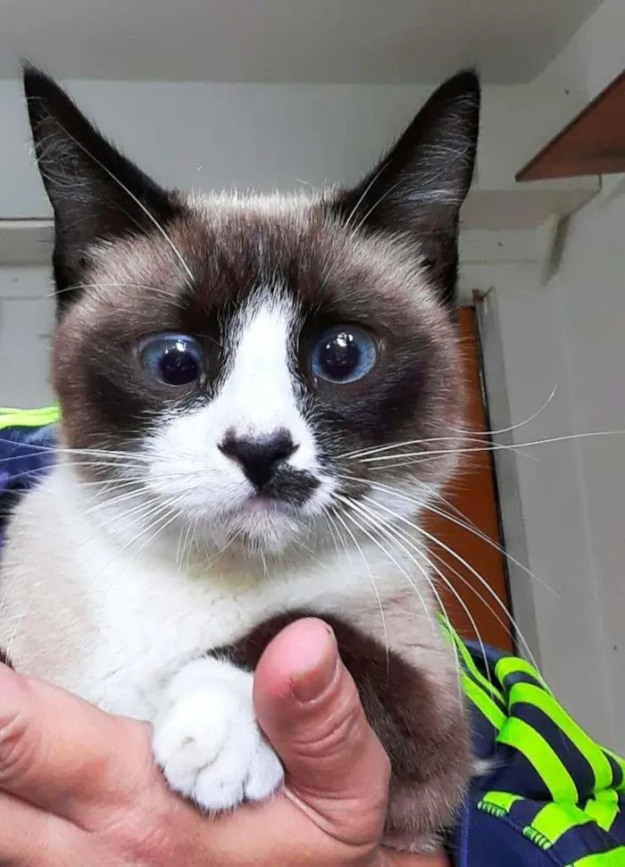 Gato ra a srd idade 4 anos nome Berenice