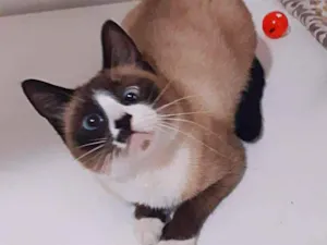 Gato raça srd idade 4 anos nome Berenice