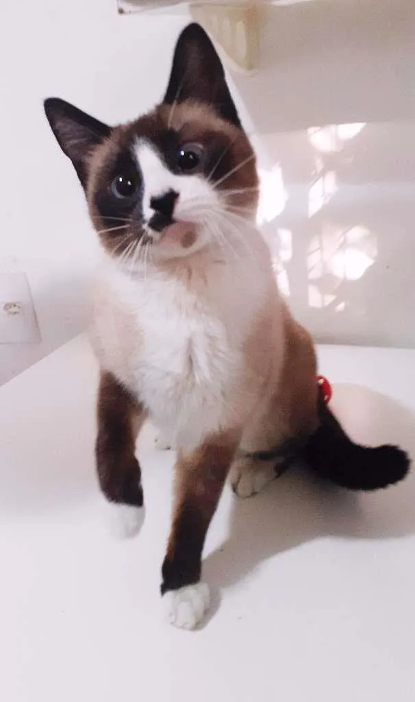 Gato ra a srd idade  nome Berenice