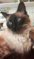 Cleo