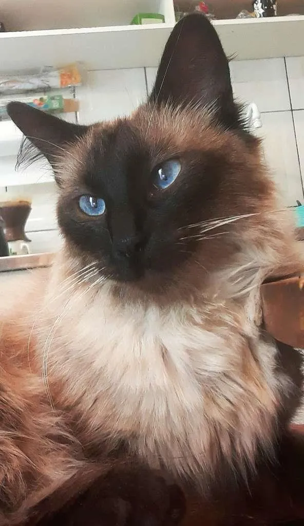 Gato ra a srd idade 2 anos nome Cleo