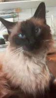 Cleo