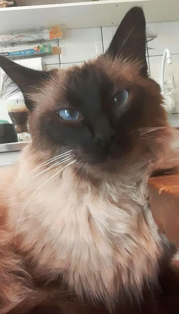 Gato ra a srd idade 2 anos nome Cleo