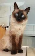 Cleo