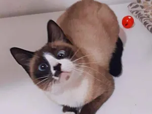 Gato raça srd idade  nome Berenice