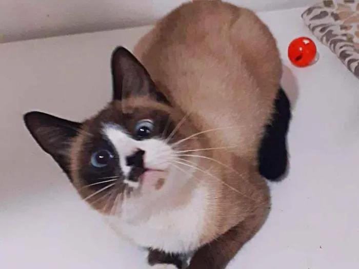 Gato ra a srd idade  nome Berenice