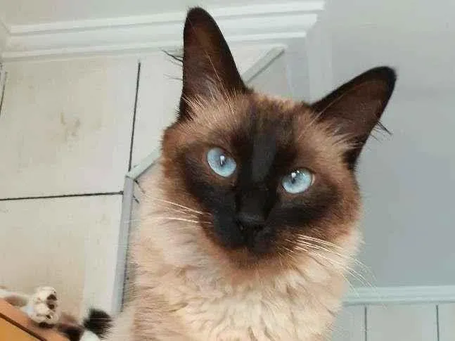 Gato ra a srd idade 2 anos nome Cleo