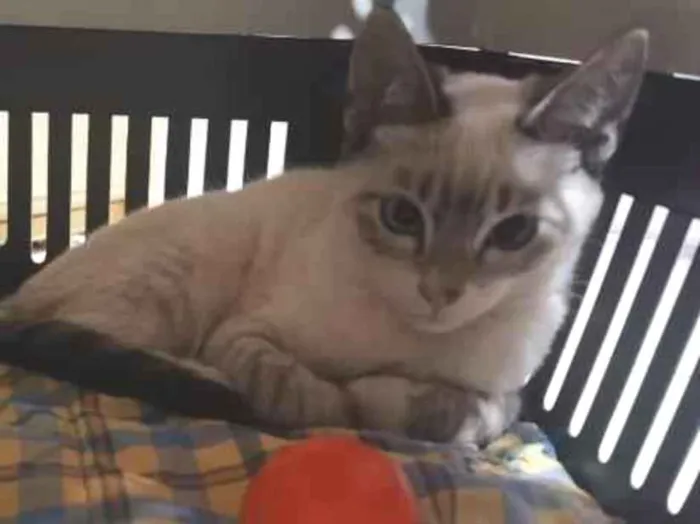 Gato raça Burmilla idade 2 a 6 meses nome Mathias