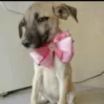 Saíra