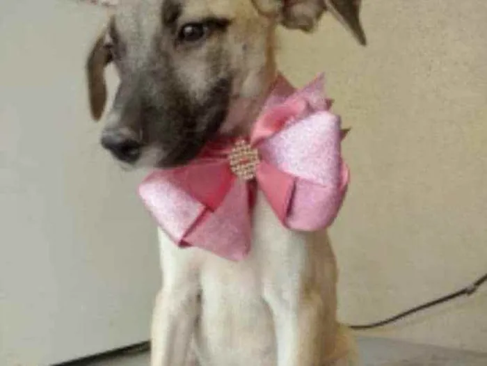 Cachorro ra a SRD idade 2 a 6 meses nome Saíra