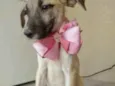 Saíra
