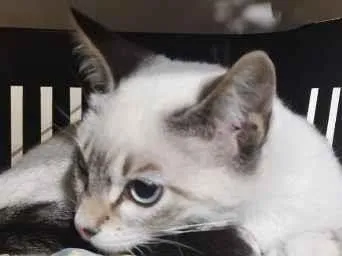 Gato raça Burmilla idade 2 a 6 meses nome Mathias