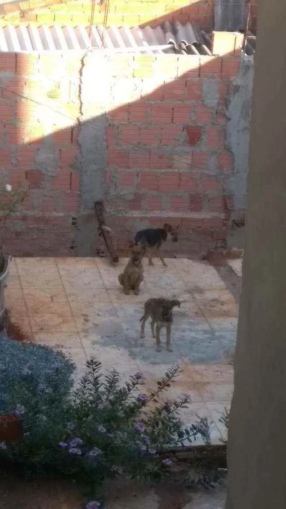 Cachorro raça Vira latas idade 2 a 6 meses nome Sem nome 