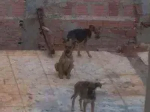 Cachorro raça Vira latas idade 2 a 6 meses nome Sem nome 
