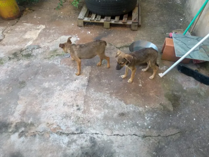 Cachorro raça Vira latas idade 2 a 6 meses nome Sem nome 