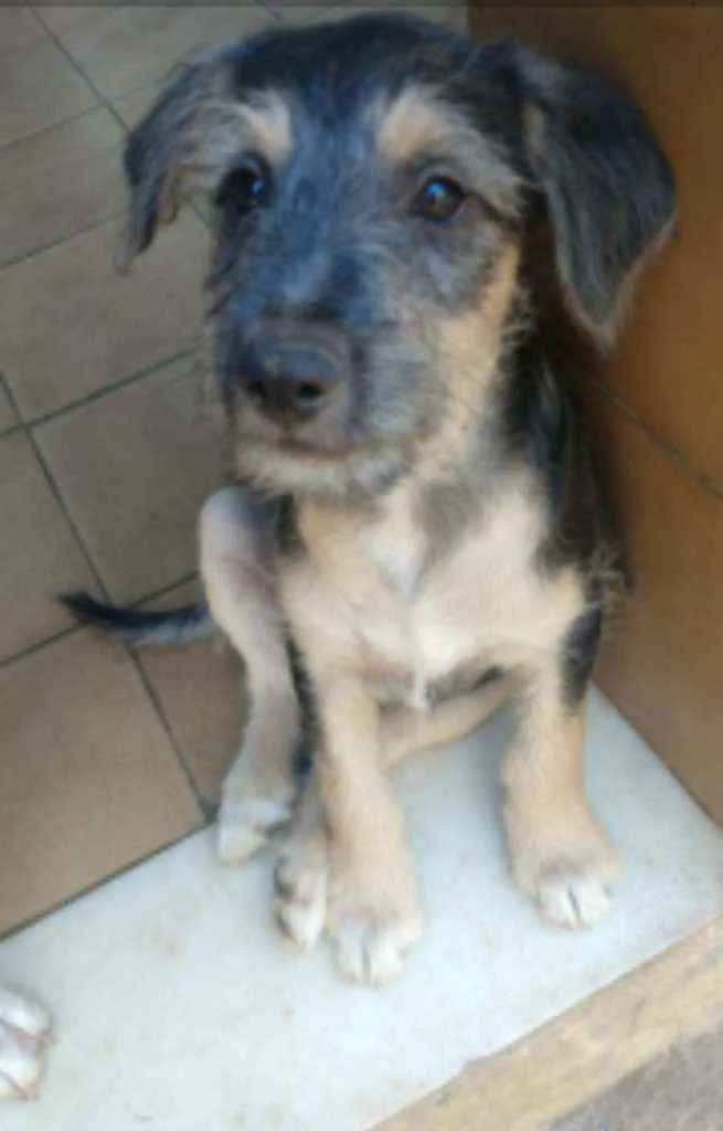 Cachorro ra a SRD idade 2 a 6 meses nome Luke