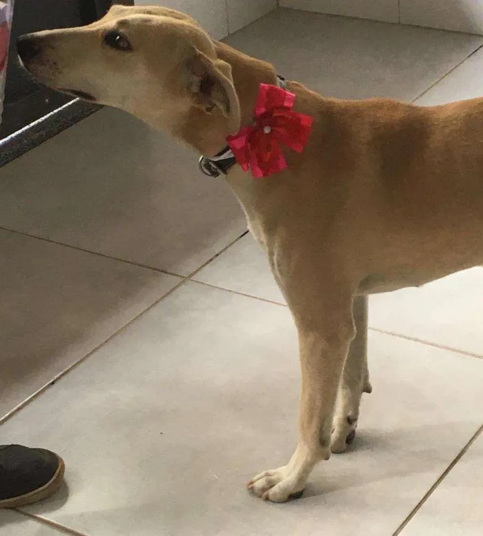 Cachorro raça SRD-ViraLata idade 1 ano nome Penélope
