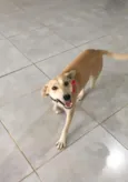 Penélope