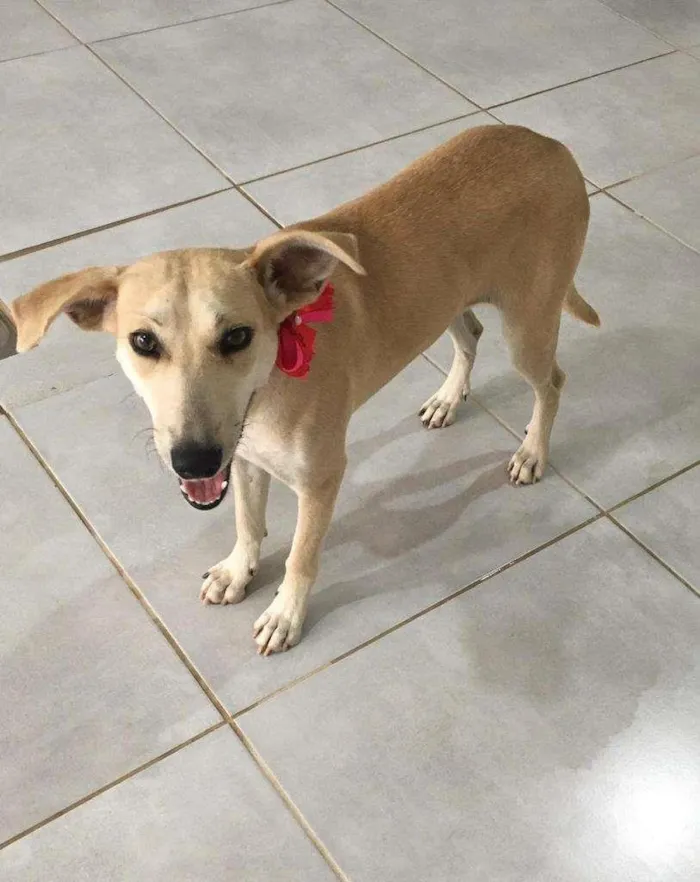Cachorro raça SRD-ViraLata idade 1 ano nome Penélope