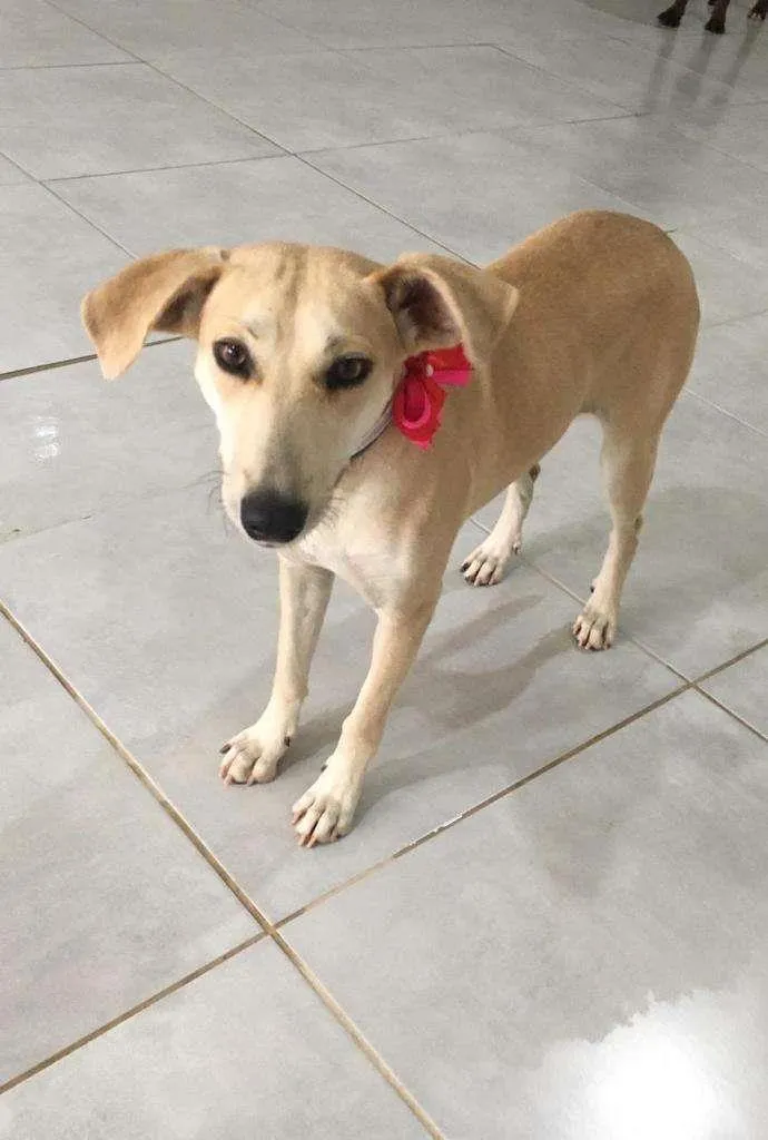 Cachorro raça SRD-ViraLata idade 1 ano nome Penélope