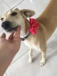 Penélope