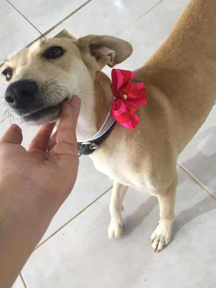Cachorro raça SRD-ViraLata idade 1 ano nome Penélope