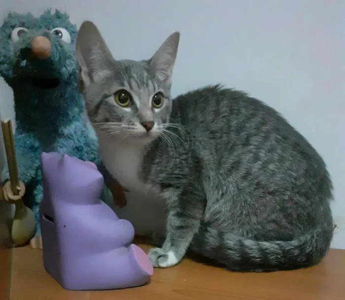 Gato ra a srd idade 2 a 6 meses nome Trinity