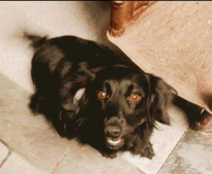 Cachorro ra a SRD idade 1 ano nome Lindinha