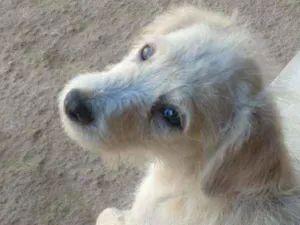 Cachorro raça SRD idade 2 a 6 meses nome Romeu 
