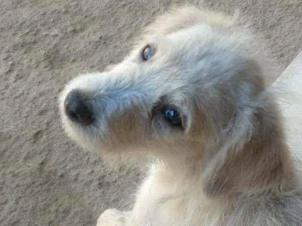 Cachorro ra a SRD idade 2 a 6 meses nome Romeu 