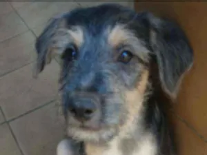 Cachorro raça SRD idade 2 a 6 meses nome Luke