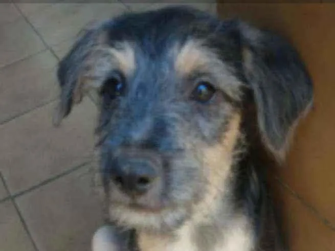 Cachorro ra a SRD idade 2 a 6 meses nome Luke