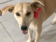 Penélope