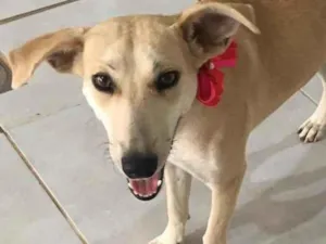 Cachorro raça SRD-ViraLata idade 1 ano nome Penélope