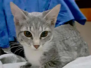 Gato raça srd idade 2 a 6 meses nome Trinity